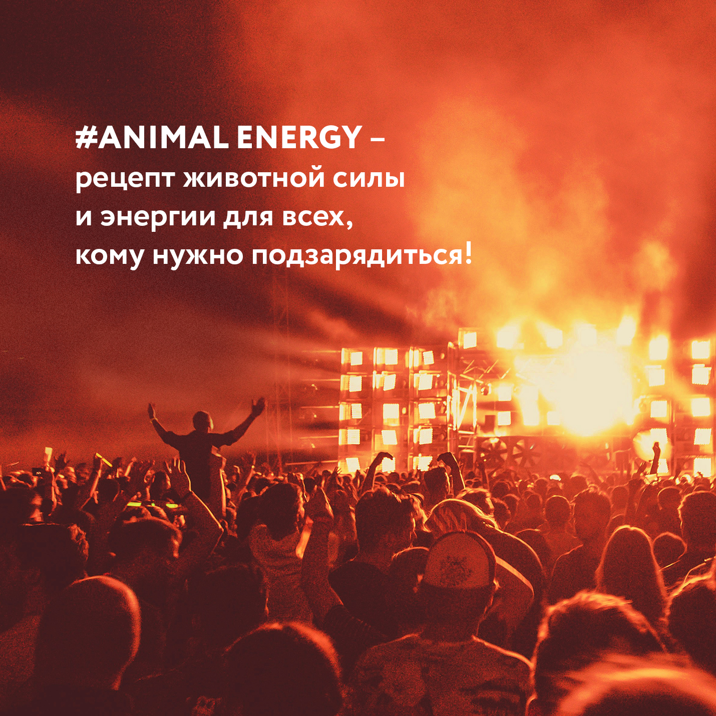 Animal Energy